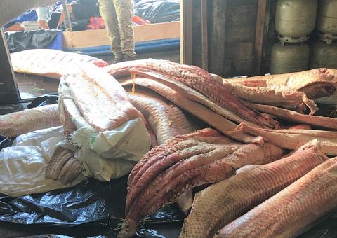 Polícia Federal prende dupla com 2.500 kg de pirarucu ilegal no Amazonas 