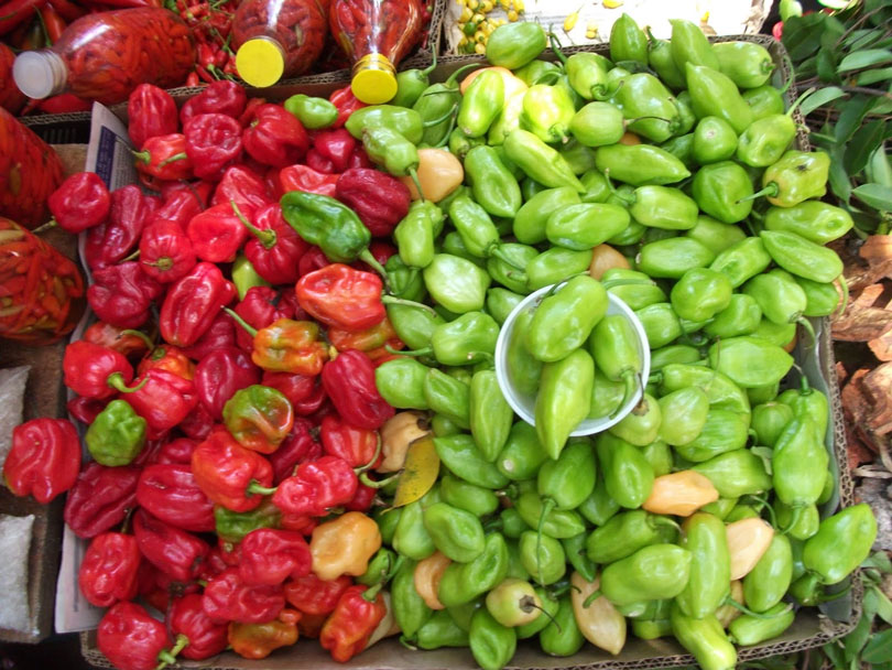 Pimenta de cheiro fortalece sistema imunológico e te preveni de doenças 