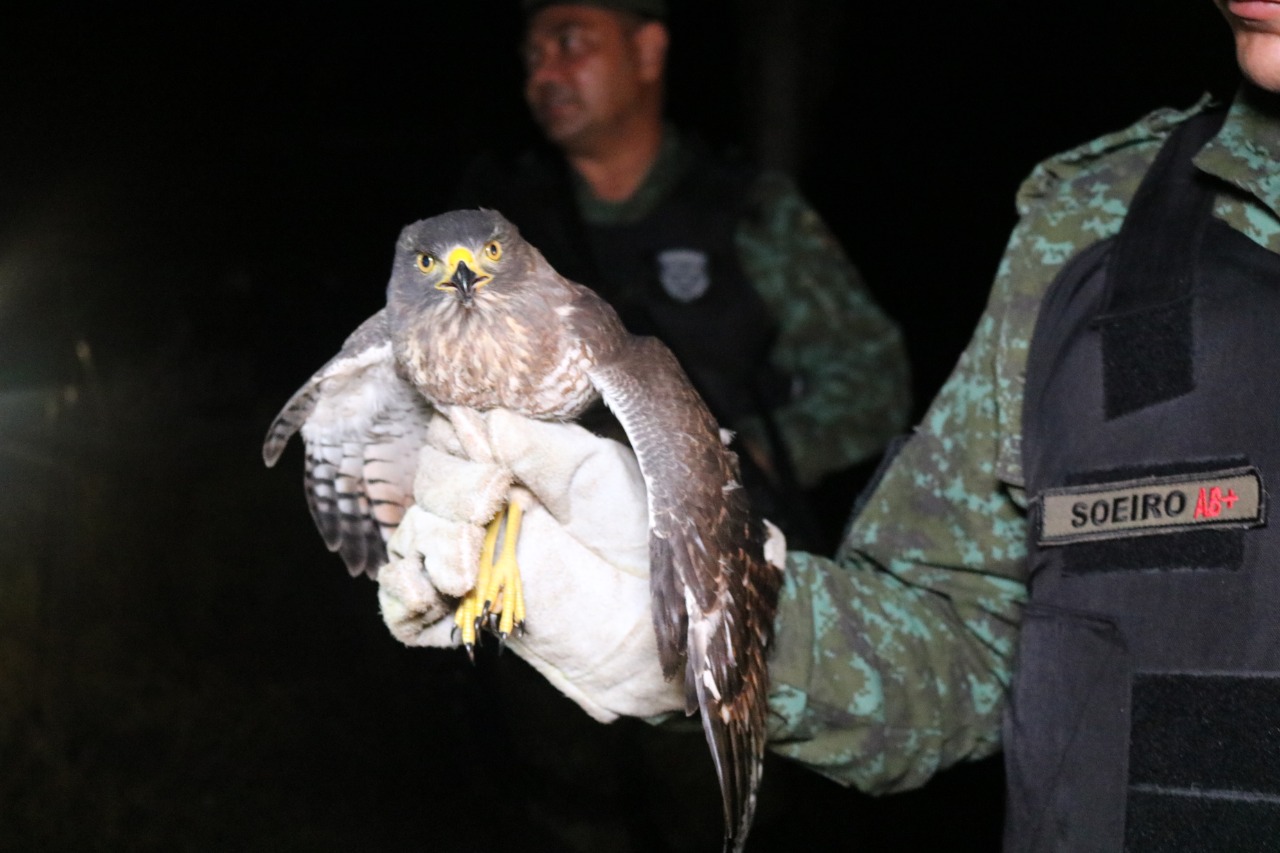 Batalhão Ambiental resgatou 140 animais nos primeiros meses de 2020