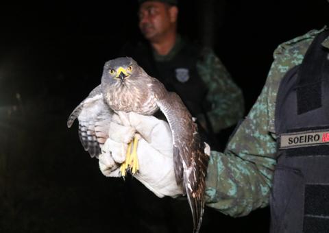 Batalhão Ambiental resgatou 140 animais nos primeiros meses de 2020