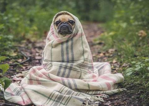 Coronavírus e pets: Verdades e mentiras sobre os cuidados com os animais