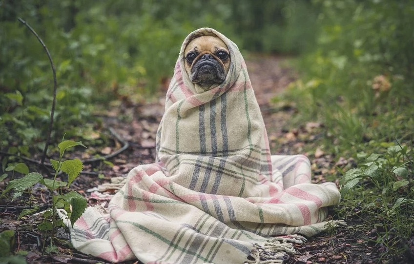 Coronavírus e pets: Verdades e mentiras sobre os cuidados com os animais