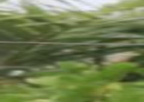 Famosos ignoram quarentena e são flagrados em praia 