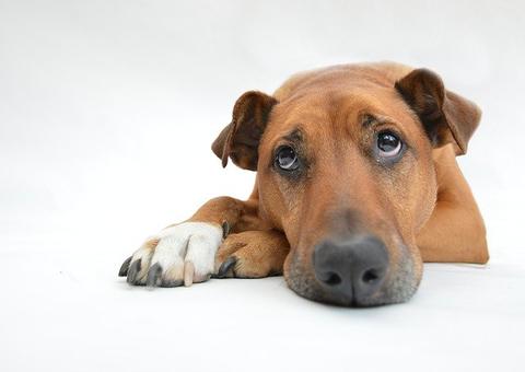 Companhia de saúde animal esclarece que cães e gatos não transmitem coronavírus