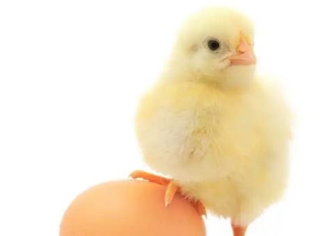 Quarentena: Pinto Awards elege pênis mais bonito do Twitter e causa alvoroço na web