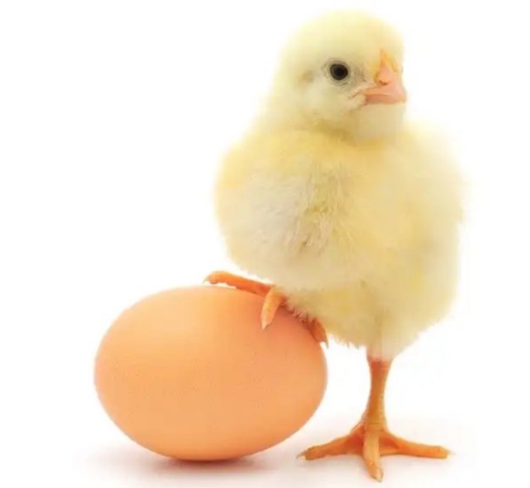 Quarentena: Pinto Awards elege pênis mais bonito do Twitter e causa alvoroço na web