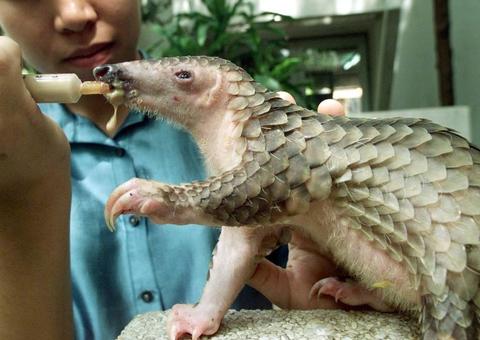 Pangolim pode ser elo perdido entre coronavírus e seres humanos, diz nova pesquisa