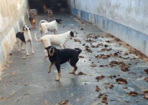 Cachorros urinando sangue e cães mortos em freezer são encontrados em casa de ex-presidente de ONG