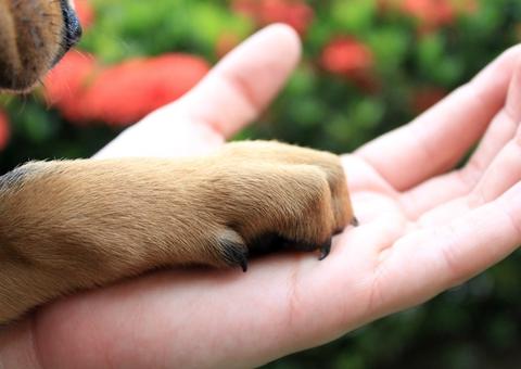 Pets e coronavírus: Sema orienta sobre cuidados com animais de estimação durante pandemia