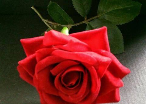 No Amazonas, corpos de vítimas de Covid-19 podem ser cremados ou ter velório limitado