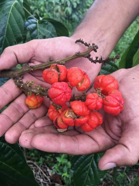 Com certificação guaraná do Amazonas vai para EUA e Europa