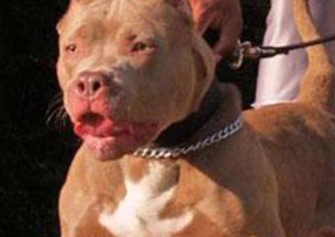 Homem tenta assaltar casa e é atacado por pitbull