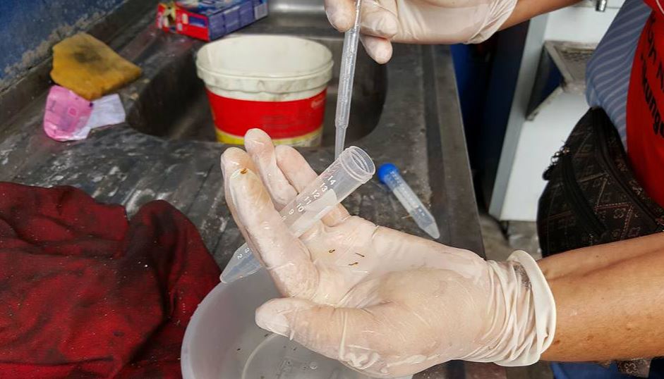 Prevenção ao Aedes deve ser reforçada durante a quarentena em Manaus