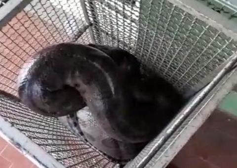 Sucuri de 4 metros é resgatada pela PM após engolir cachorro 