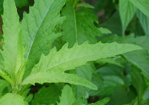 Mastruz pode aliviar sintomas de doenças respiratórias; saiba mais