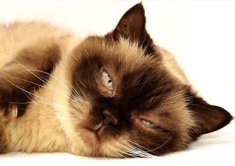 Autoridades divulgam primeiro caso de Covid-19 em gato