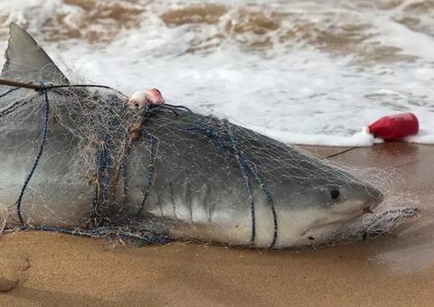 Tubarão-tigre de meia tonelada fica preso em rede de pescador