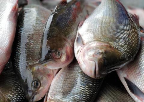 Amazonas deve ganhar 70 toneladas de peixe para doação durante Semana Santa