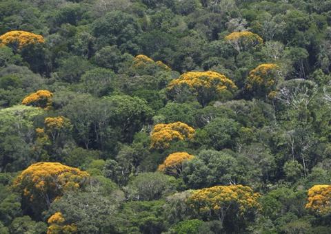 Amazonas registra queda de 27% no número de queimadas nos primeiros meses do ano