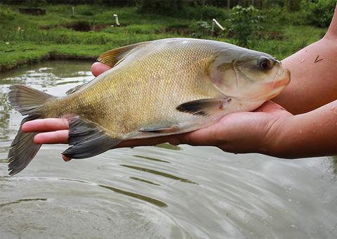 ADS divulga contato de piscicultores e frigoríficos com peixes para pronta-entrega em Manaus