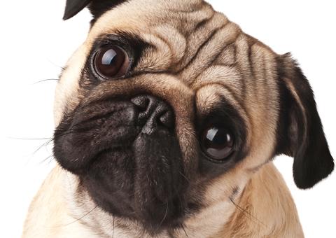 Pug albino faz sucesso na internet; Conheça Milkshake