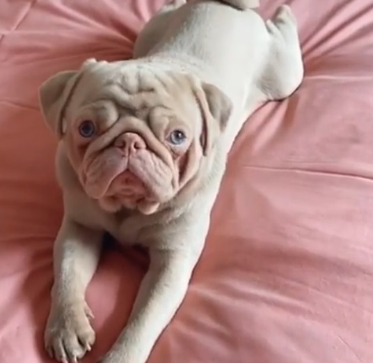 Pug albino faz sucesso na internet; Conheça Milkshake