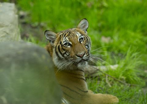 Tigresa de zoológico de Nova York é diagnosticada com coronavírus