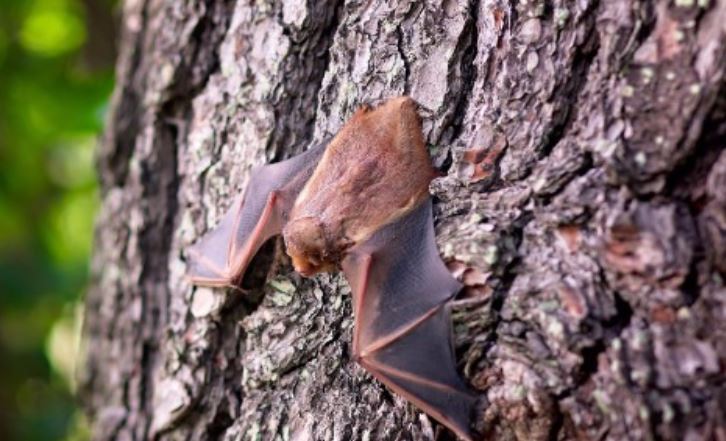 Ataques de morcegos no Amazonas podem ser devido ao desmatamento
