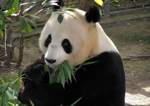 Quarentena: Casal de pandas gigantes acasalam após 10 anos de espera