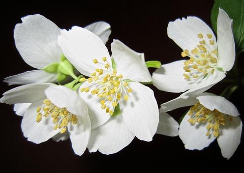 Essência de jasmim é calmante e afrodisíaco natural