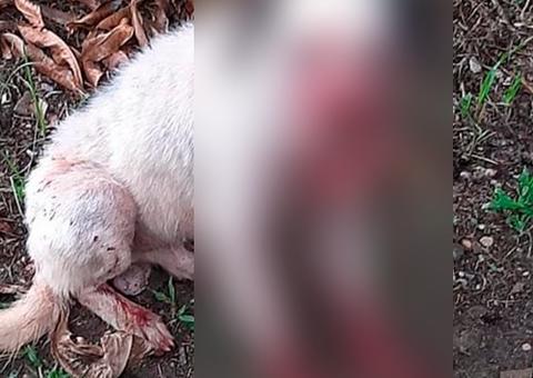 Cachorro tem focinho e boca arrancados após ser atacado por homem no Amazonas 