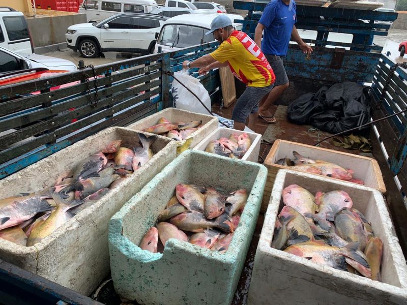 No Amazonas, entidades civis recebem 16 toneladas de pescado doado