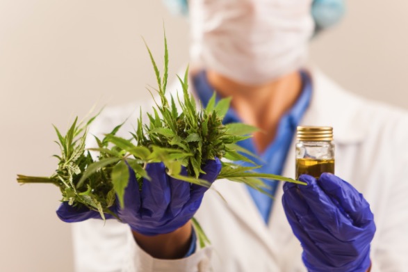 Solicitação para vender produtos derivados da maconha no Brasil pode ser feita online