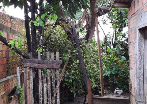 Chuva causa tombamento de árvores, desabamento de casa e deslizamentos em Manaus 