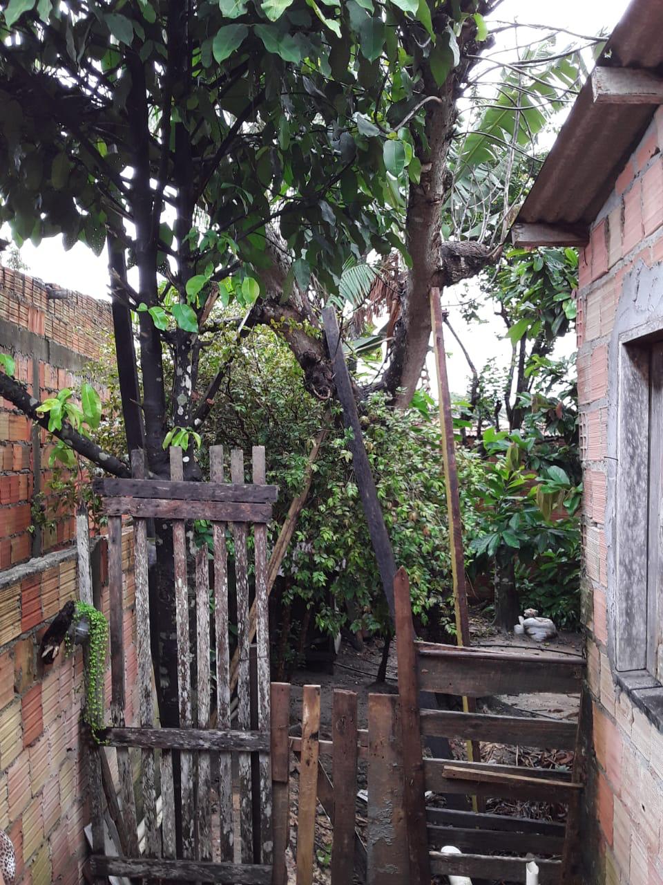 Chuva causa tombamento de árvores, desabamento de casa e deslizamentos em Manaus 