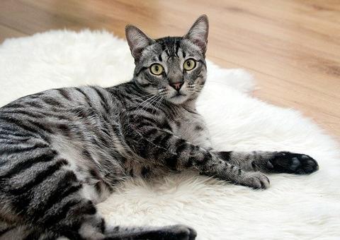 Tudo que você precisa saber sobre os felinos e o Covid-19