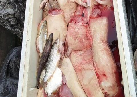 Dez pessoas são presas e 300 kg de carne de caça apreendida pela PF no Amazonas