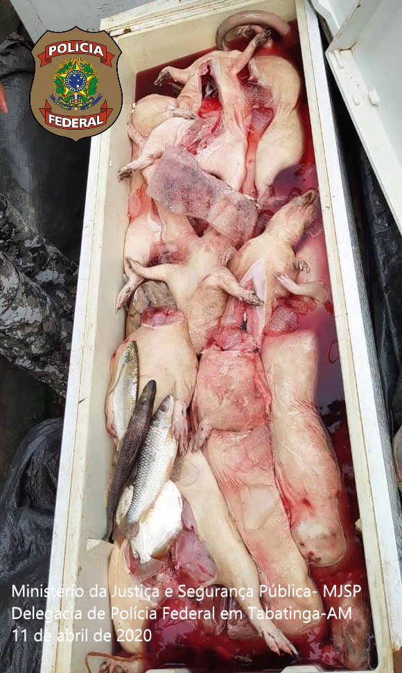 Dez pessoas são presas e 300 kg de carne de caça apreendida pela PF no Amazonas