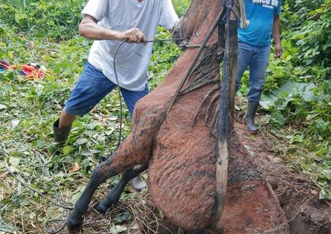 Bombeiros resgatam cavalo que caiu dentro de poço no Amazonas