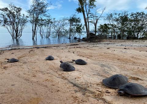 Dupla é presa com drogas e quelônios dentro de embarcação no Amazonas 