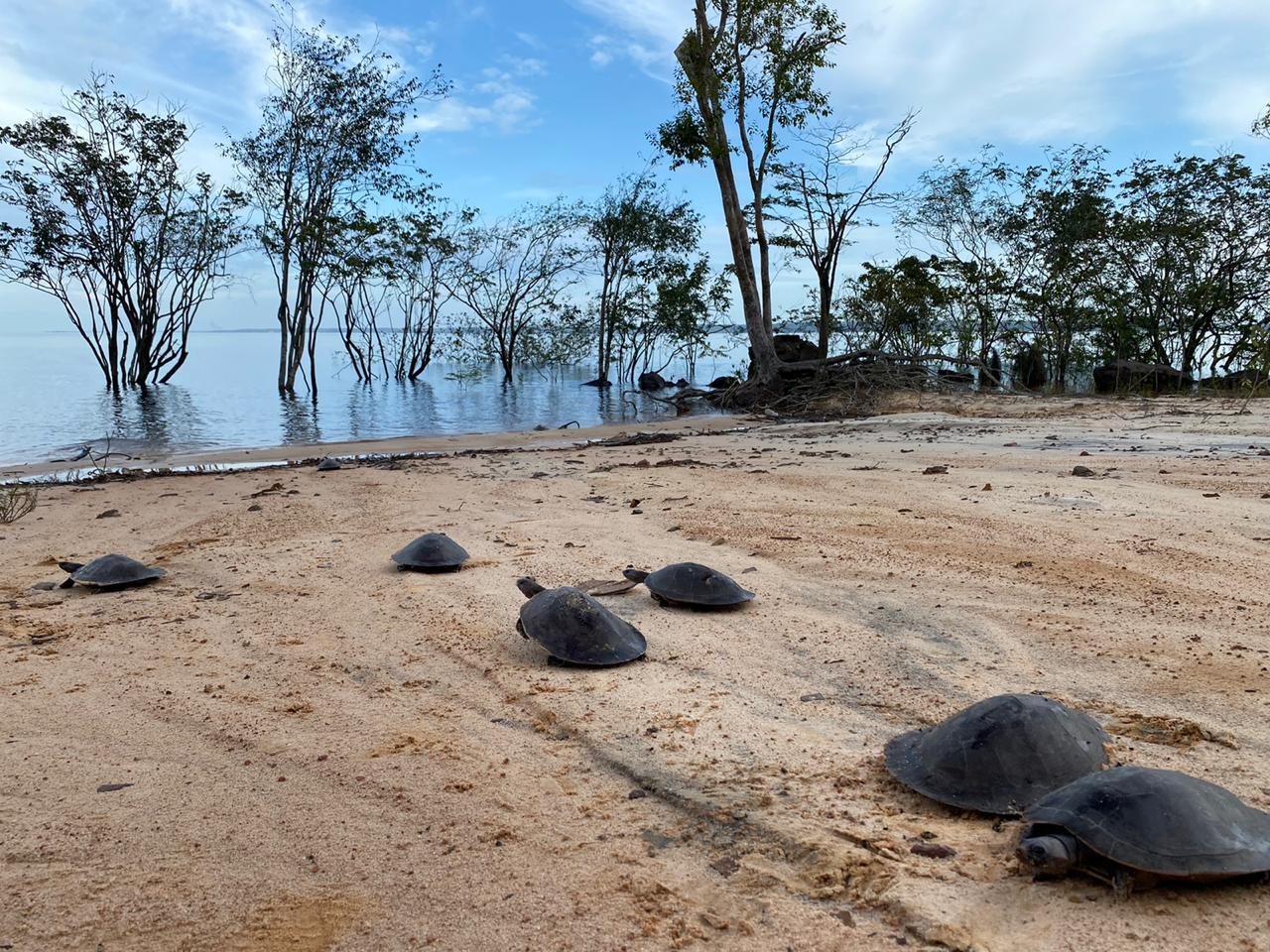 Dupla é presa com drogas e quelônios dentro de embarcação no Amazonas 