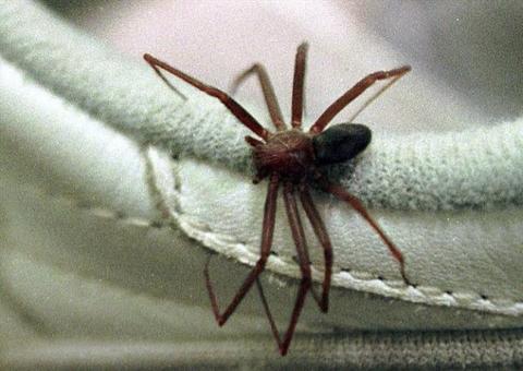 Mais de 800 casos de picadas de animais peçonhentos foram registrados no Amazonas 