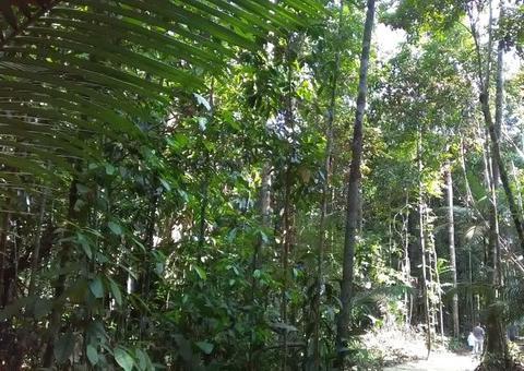 Inscrição de OSC para executar projetos ambientais é aberta em Manaus