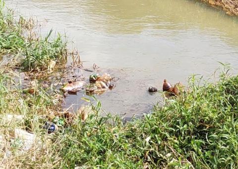 Ipaam investiga empresas suspeitas de vazarem óleo em igarapé de Manaus 