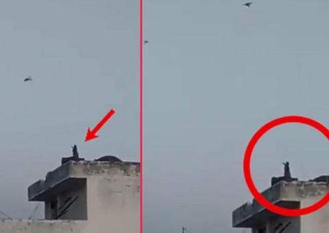 Macacos empinam pipa e nadam em piscina durante a quarentena na Índia