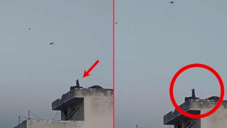 Macacos empinam pipa e nadam em piscina durante a quarentena na Índia