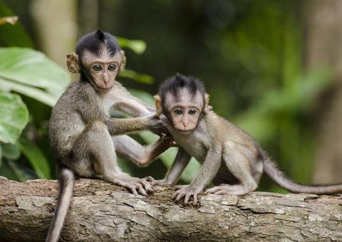 Em teste preliminar, antiviral detém covid-19 em macacos 