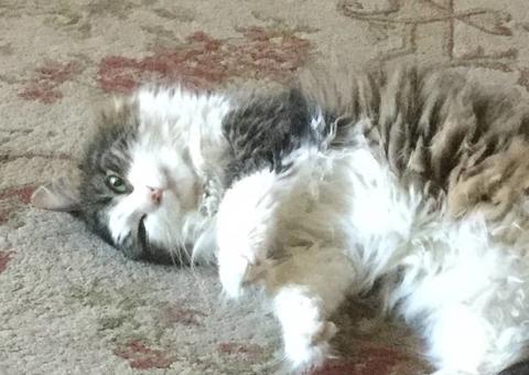 Com apresentador em home office, gata vira mascote da previsão do tempo em TV