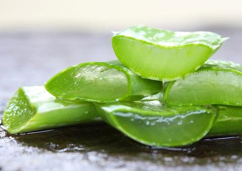 Babosa é ótima cicatrizante; conheça benefícios que vão além de seu uso na beleza