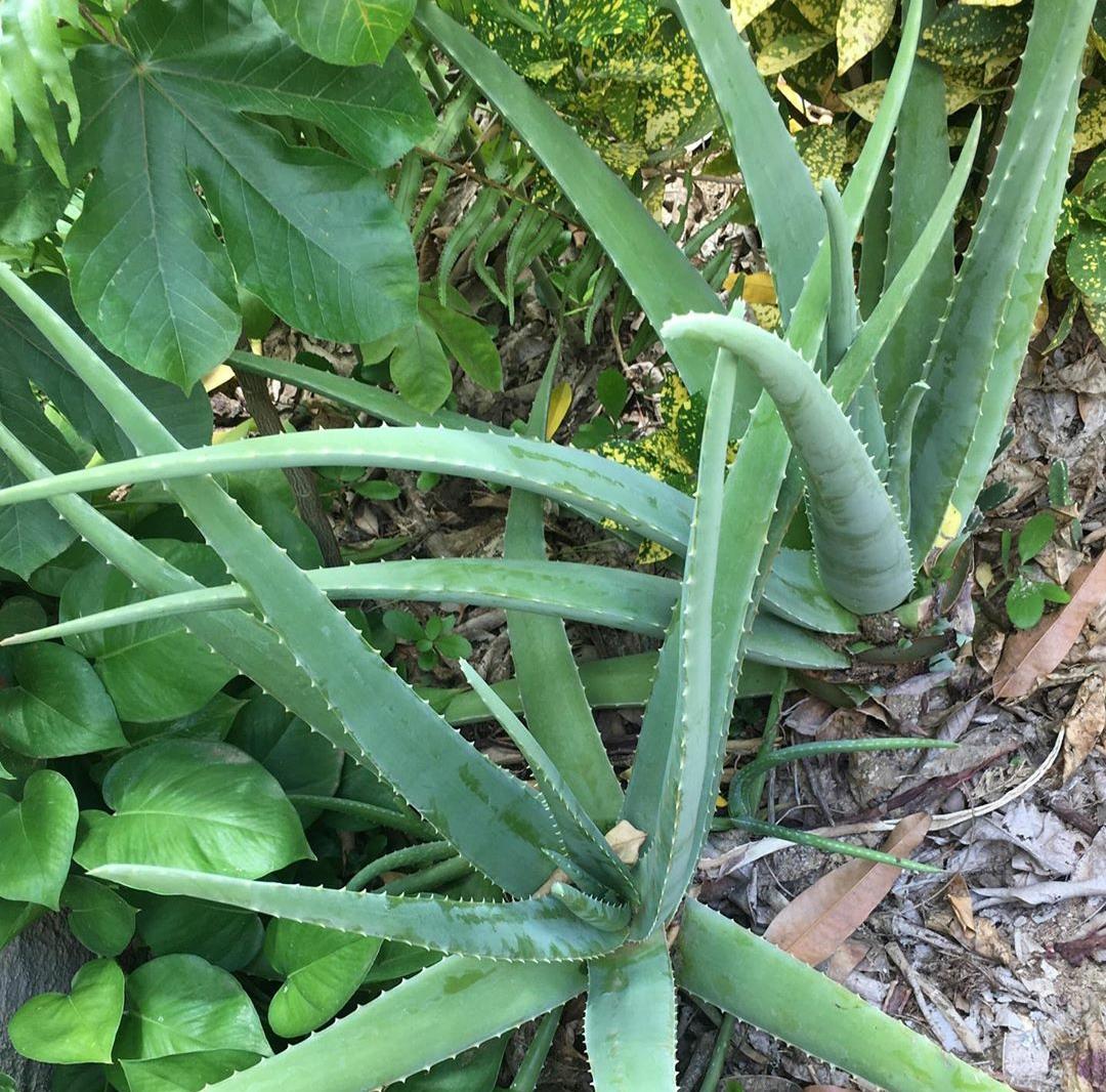Babosa é ótima cicatrizante; conheça benefícios que vão além de seu uso na beleza
